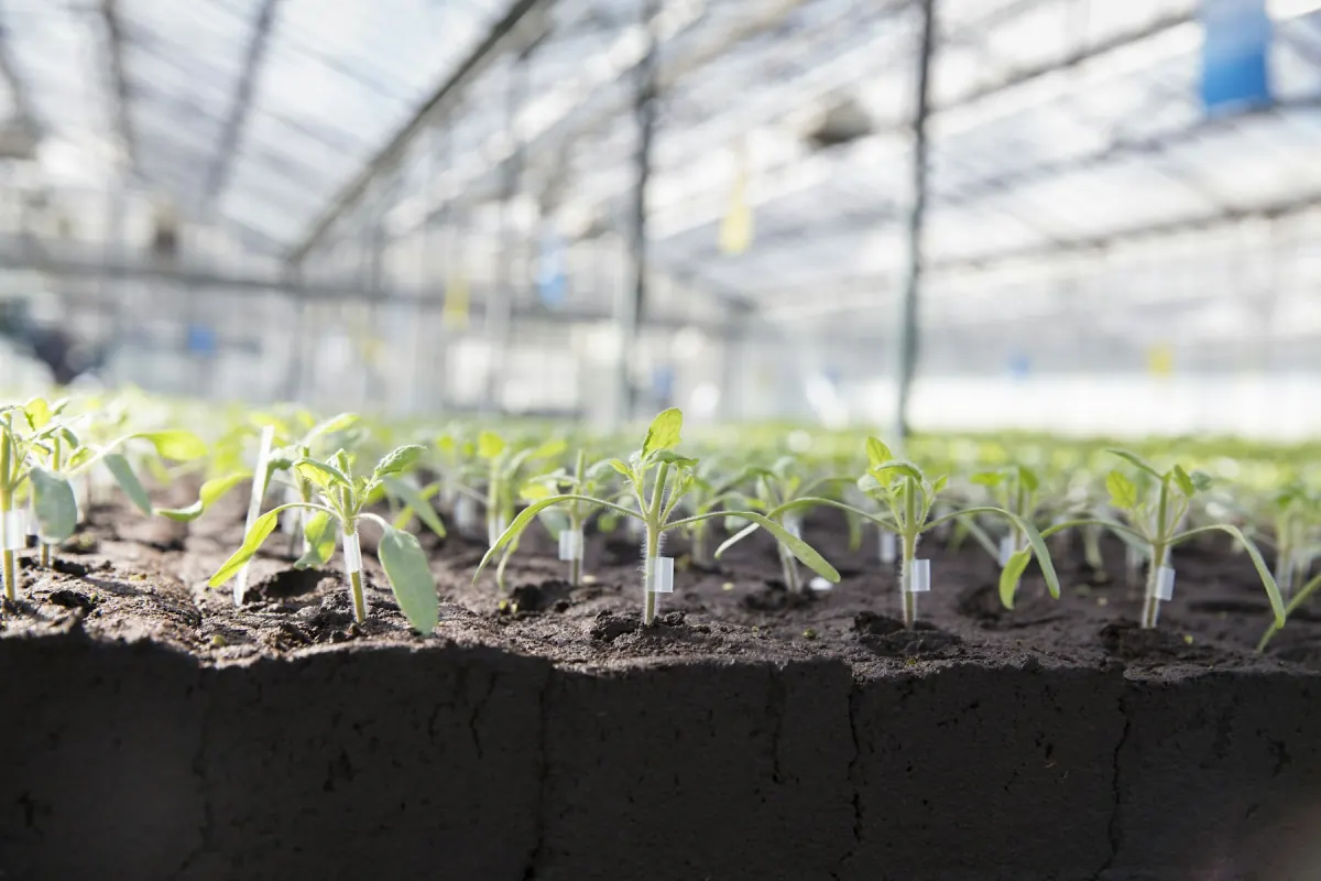 Young plants arranged in labeled rows inside a greenhouse